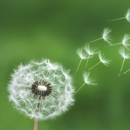 ニコまる ちはる